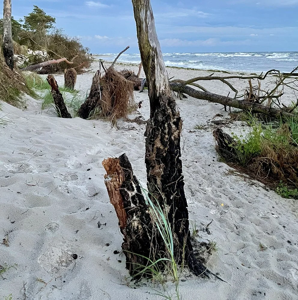 artsucker_branches from dueodde_beach29.jpg
