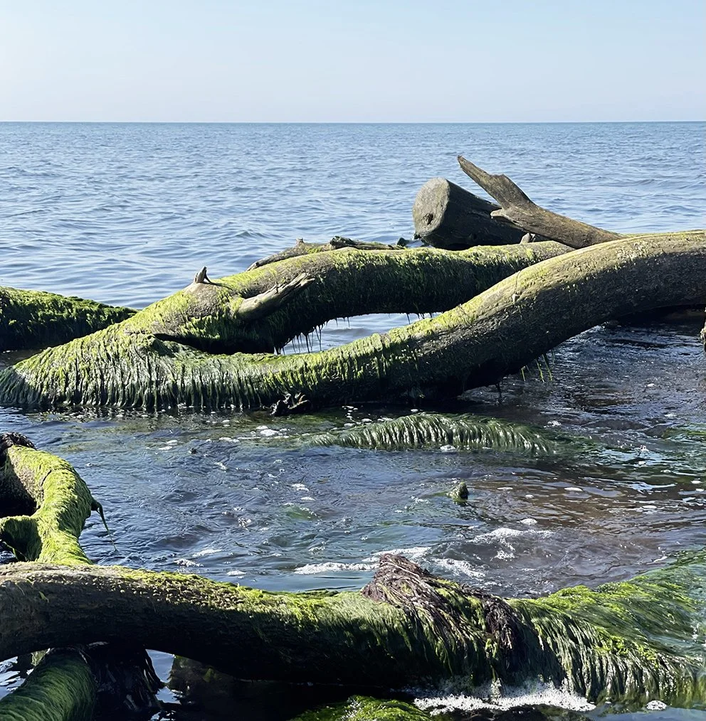 artsucker_branches from dueodde_beach12B.jpg