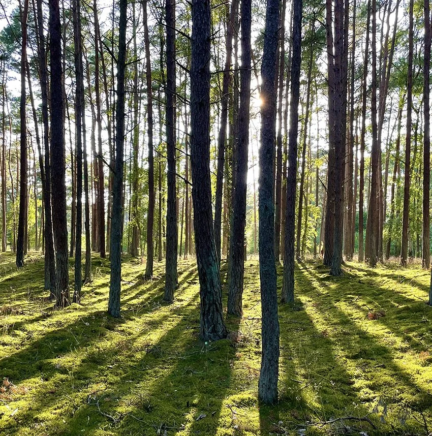 artsucker_land of_fungi_forrest2.jpg