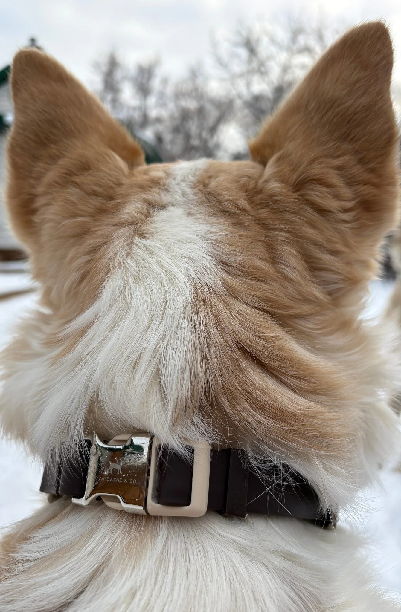 dog in macchiato waterproof martingale collar