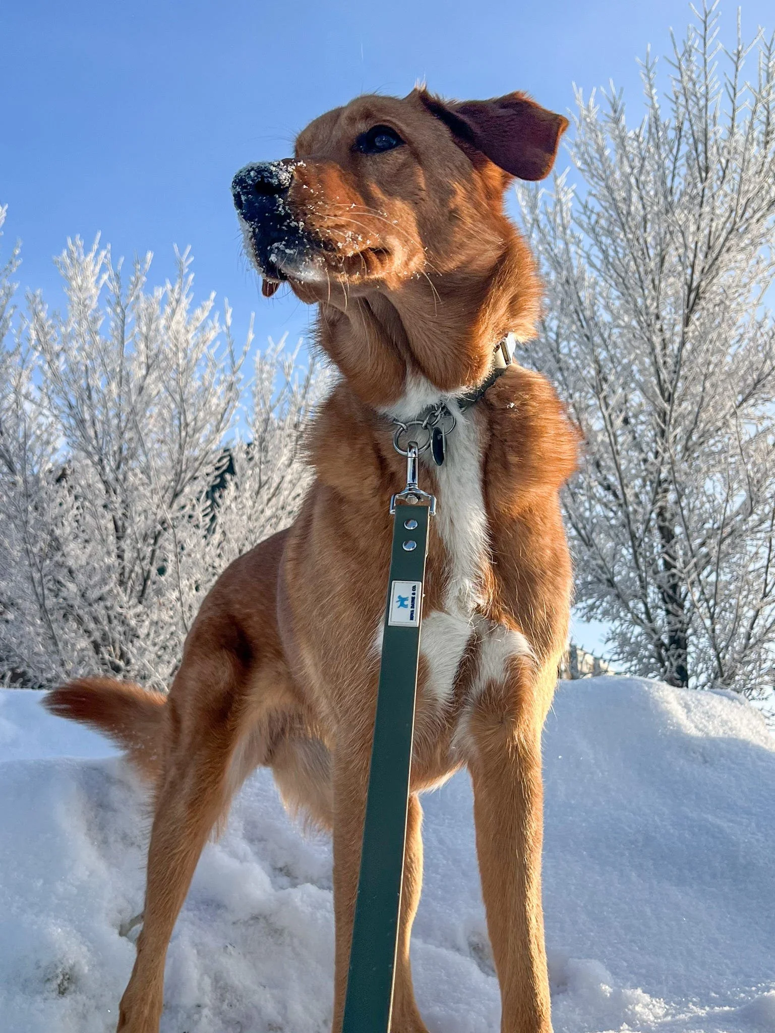 Golden dog in the snow