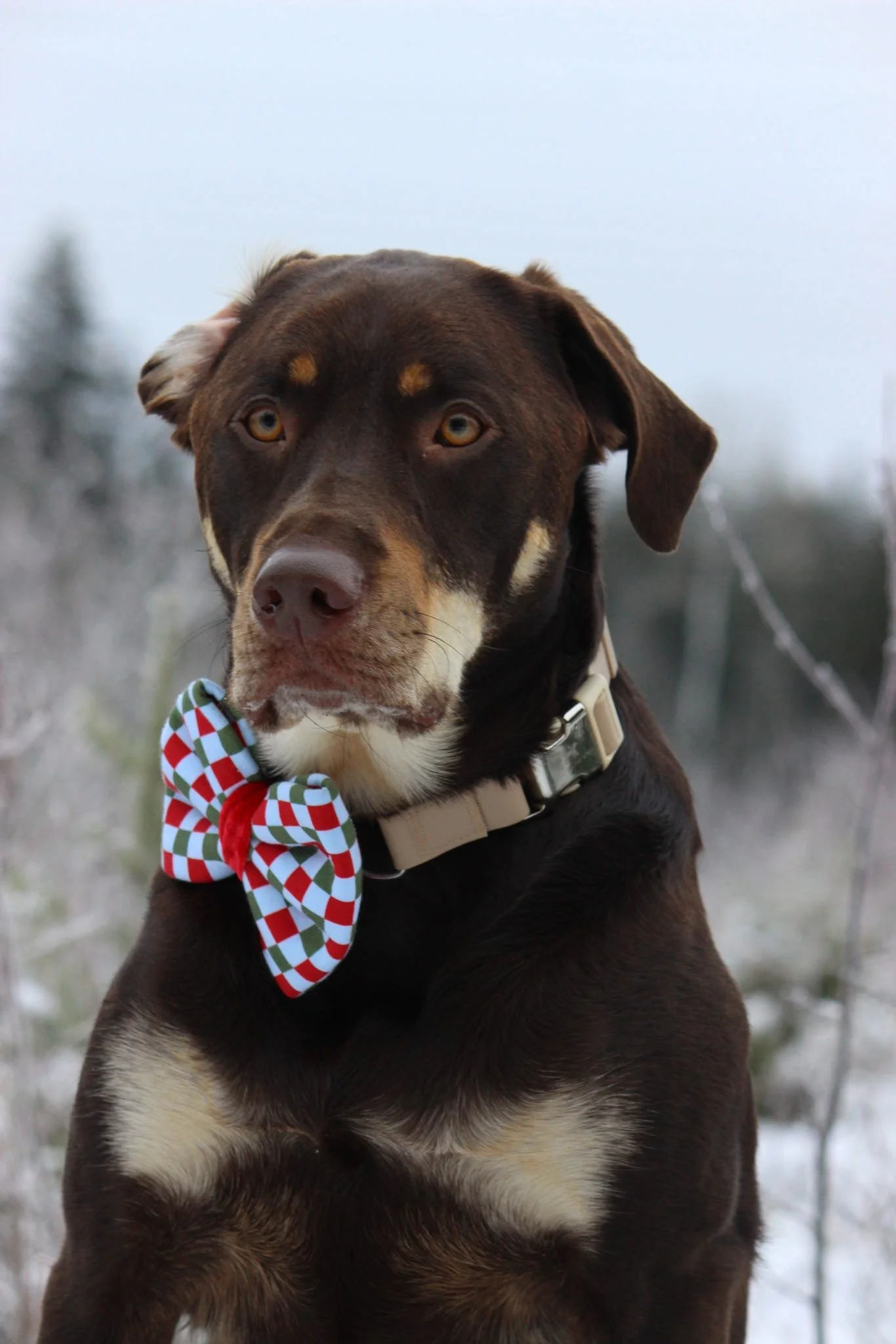 Dog in plum martingale collar
