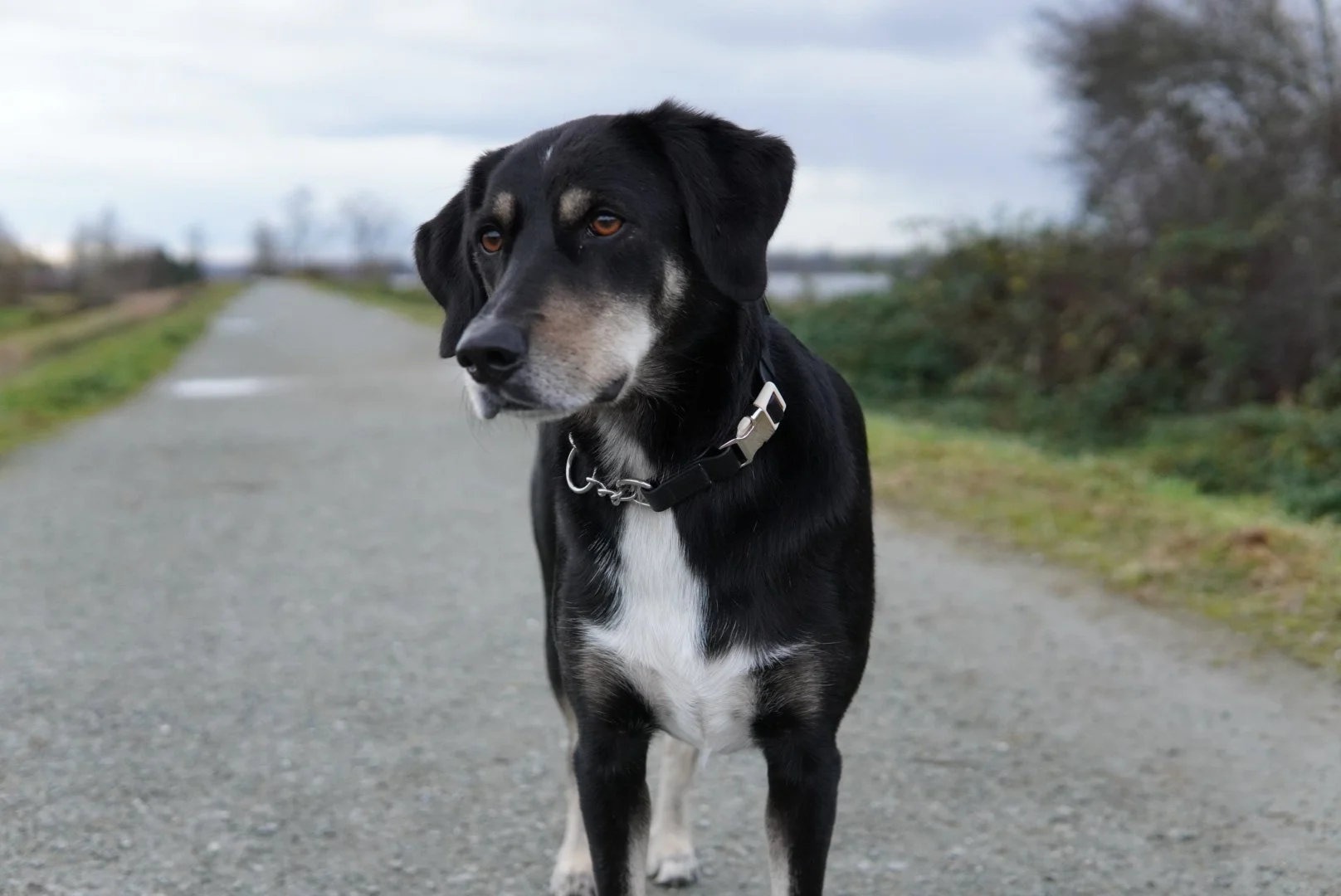 black dog in black martingale collar