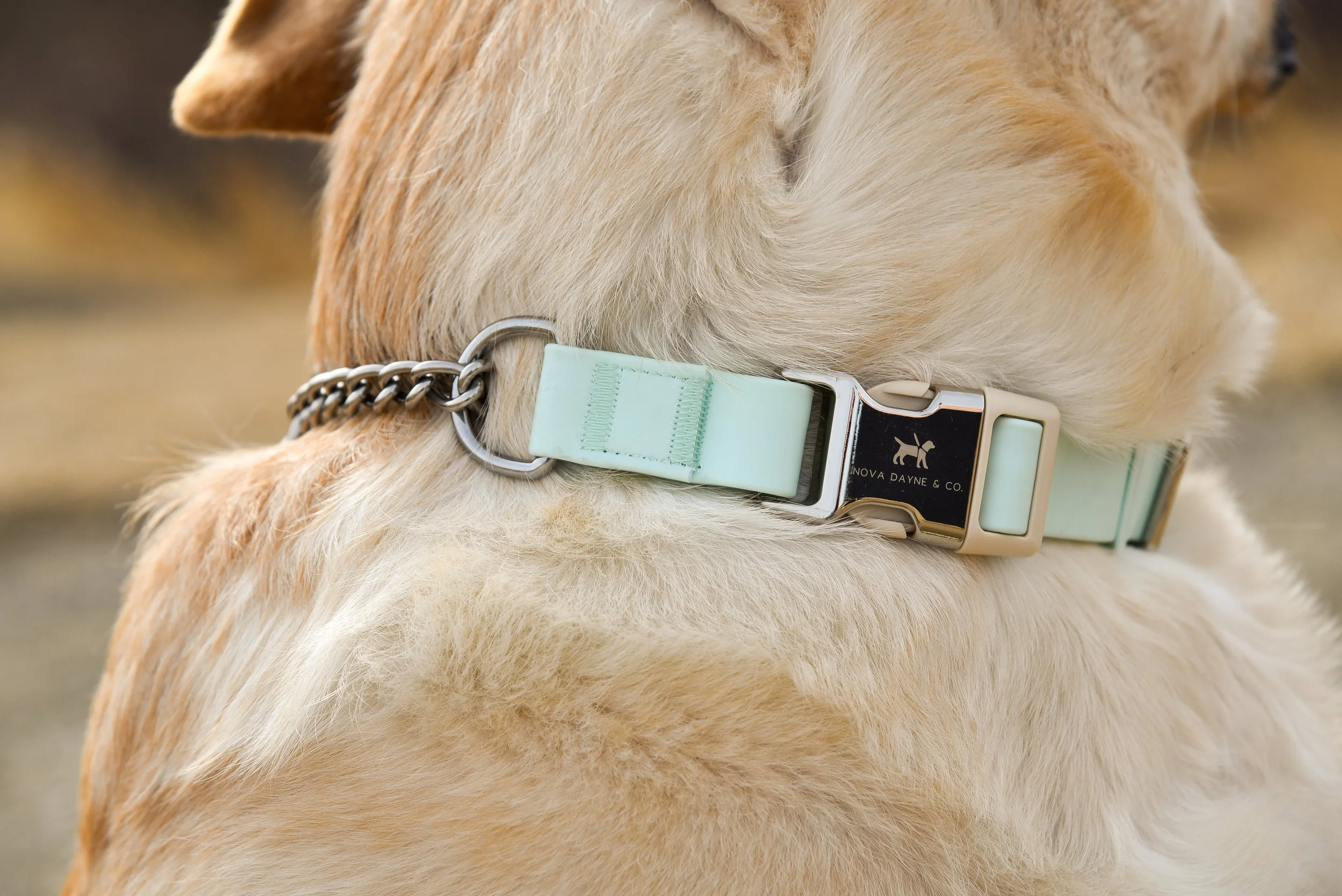 Dog with mint waterproof collar