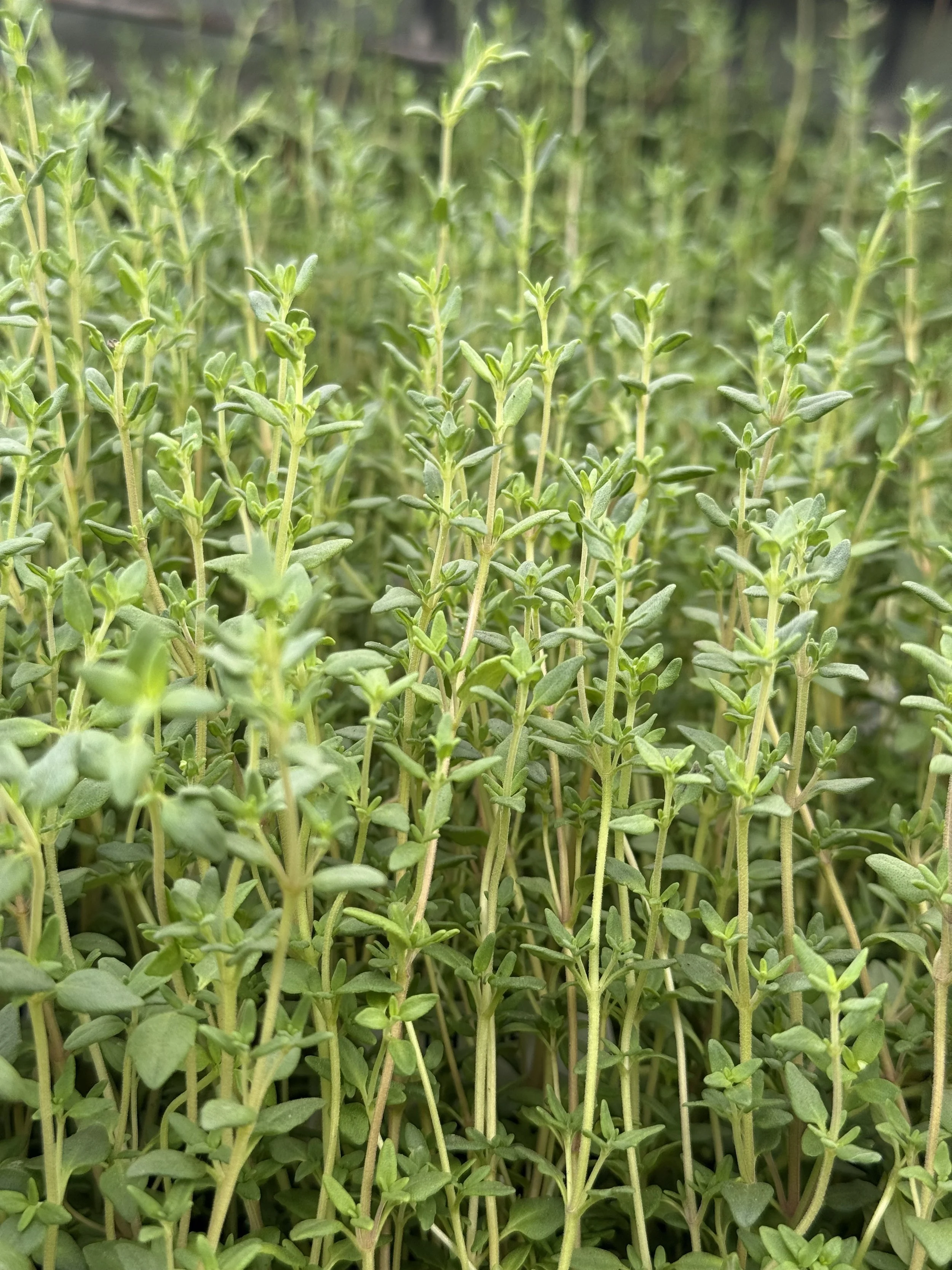 3-Minute Self-Regulation Reset