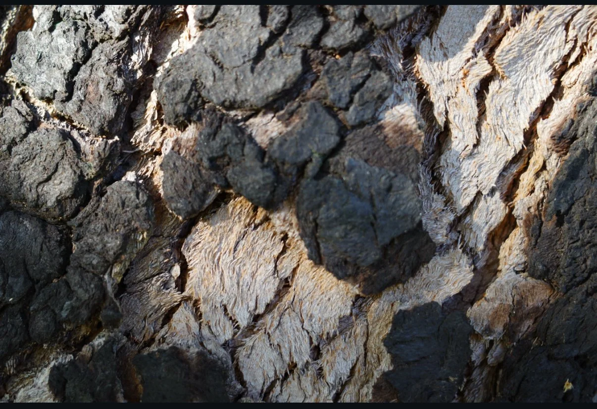 5-Minute Drawing Pause