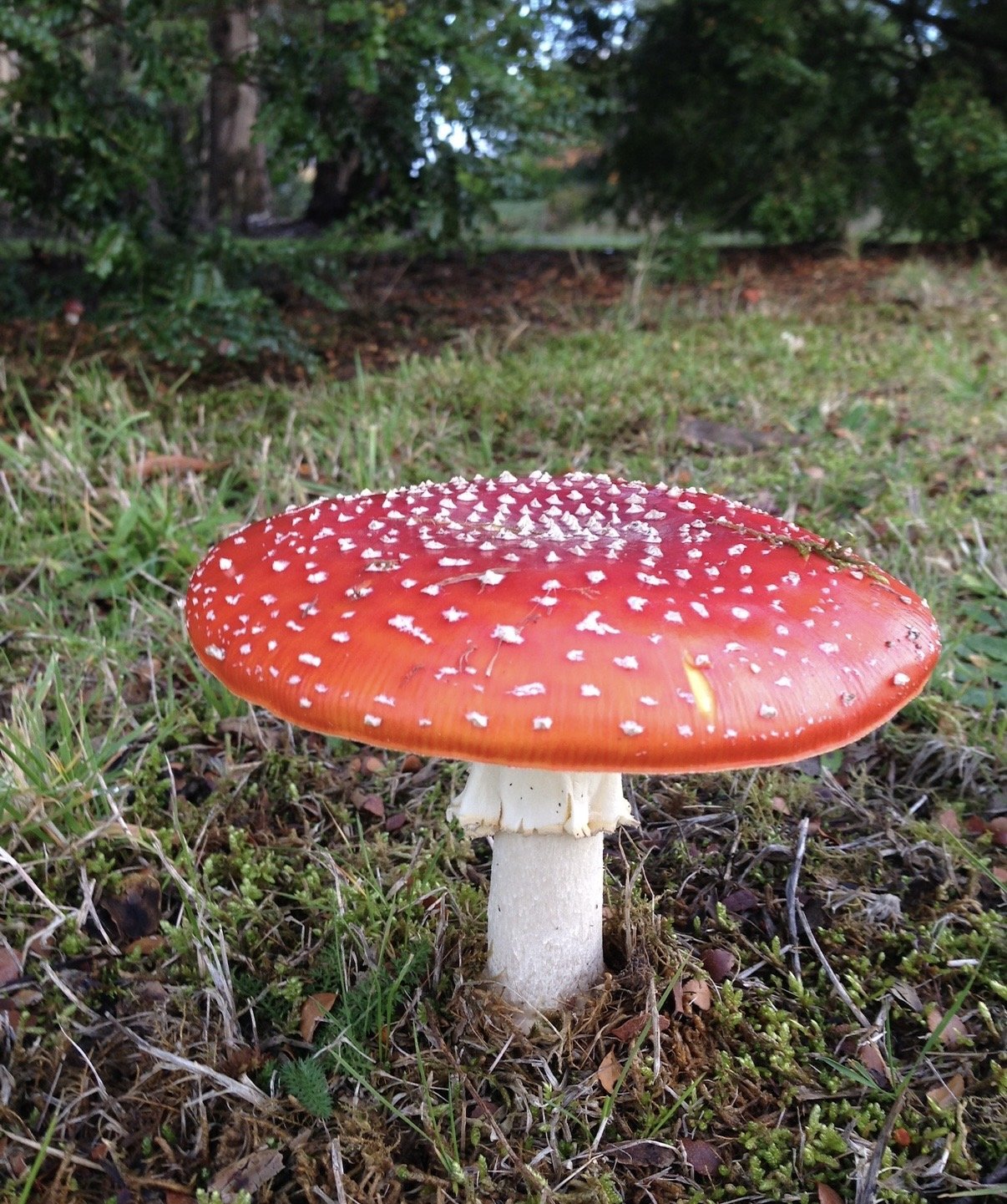 3-Minute Pause and Review