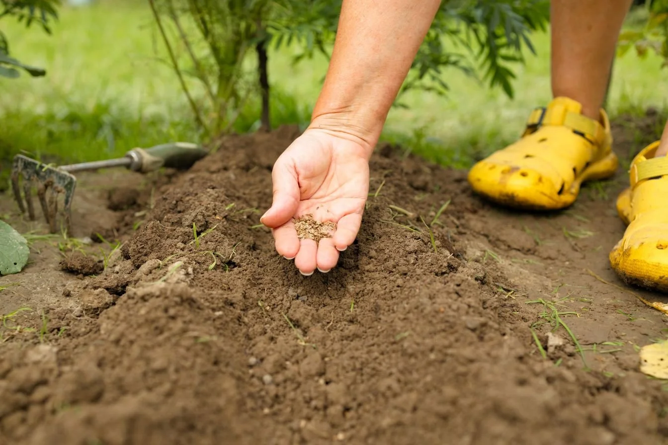 Purpose and Brain Ageing: What the Research Is Telling Us