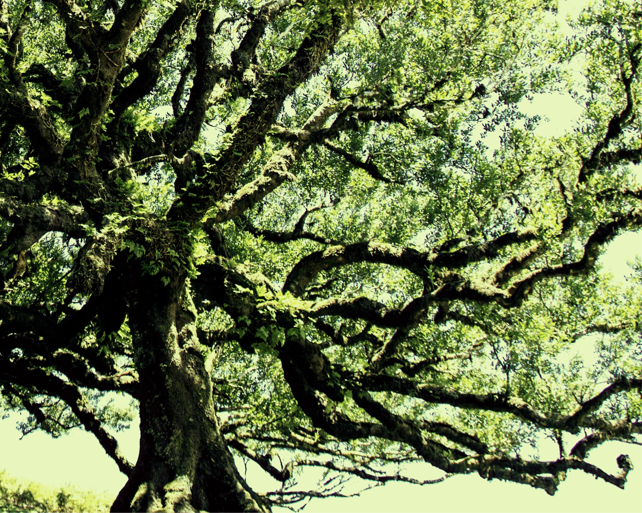 Händel: Apollo & Dafne