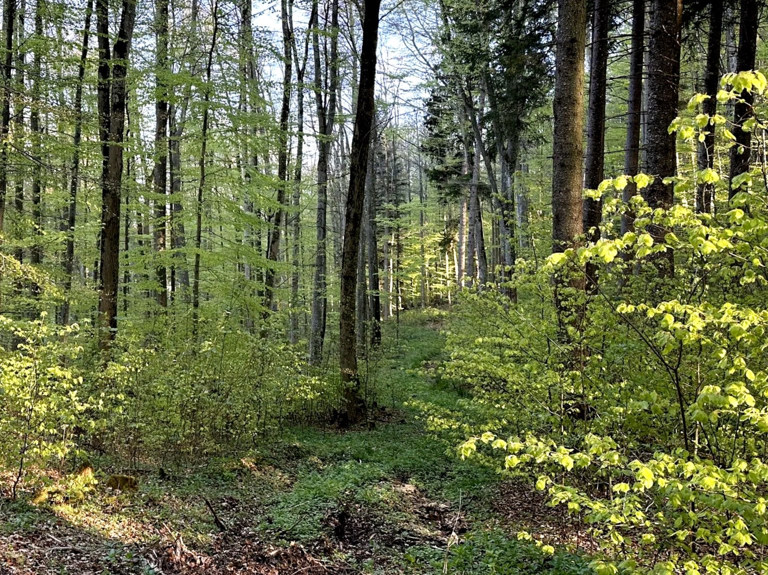 Meine häufigste Lüge