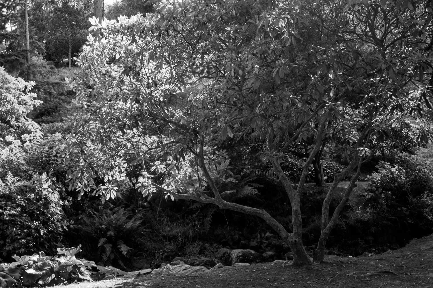Bodnant  Gardens bw -7.jpg