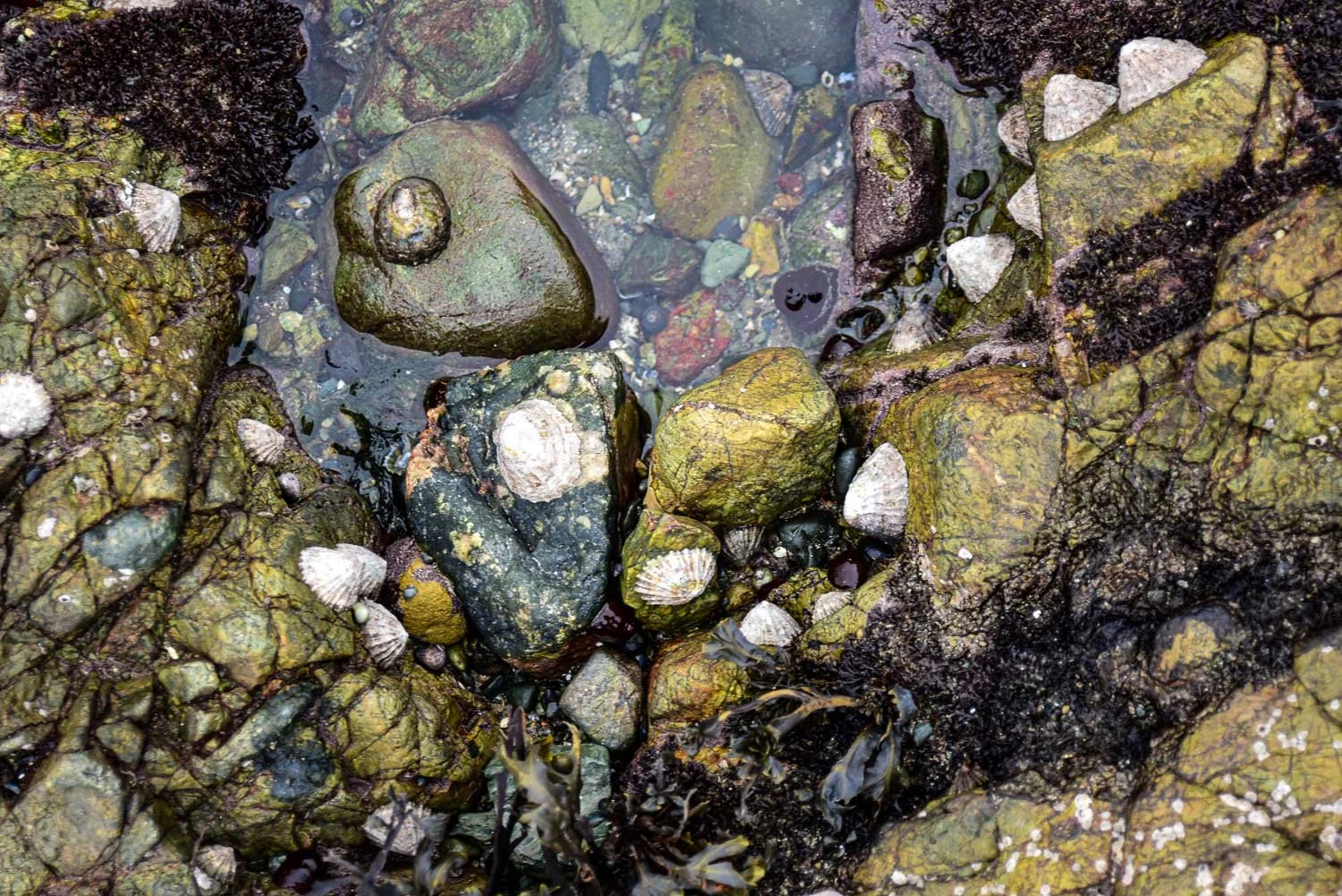 Church BayRock Pools -69.jpg