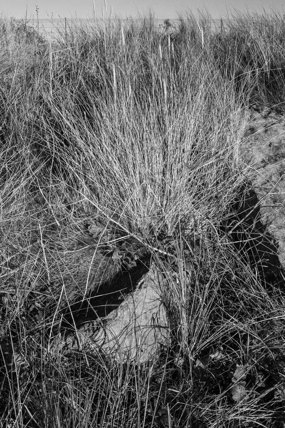 final fixed grases and dunes westkirby-5.jpg