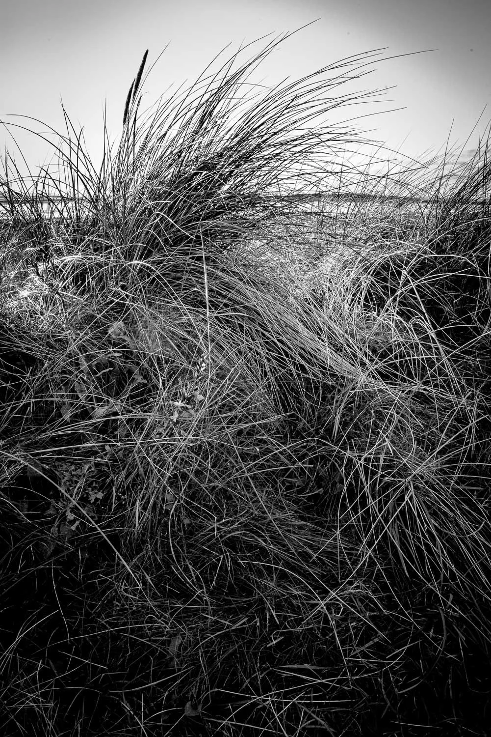 final fixed grases and dunes westkirby-7.jpg