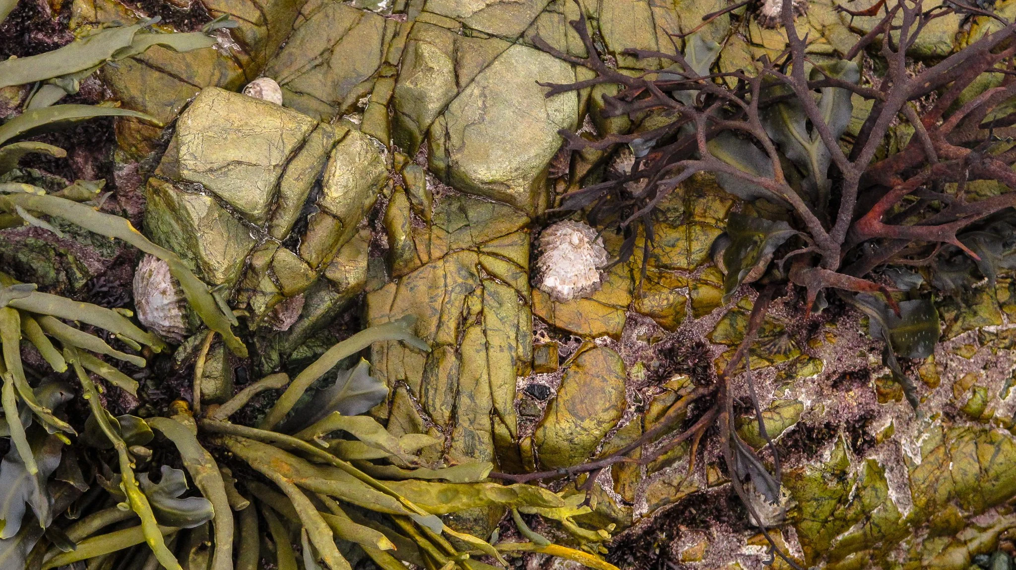 Church bay Anglesey
October 2025
Rock formation and Rock pools