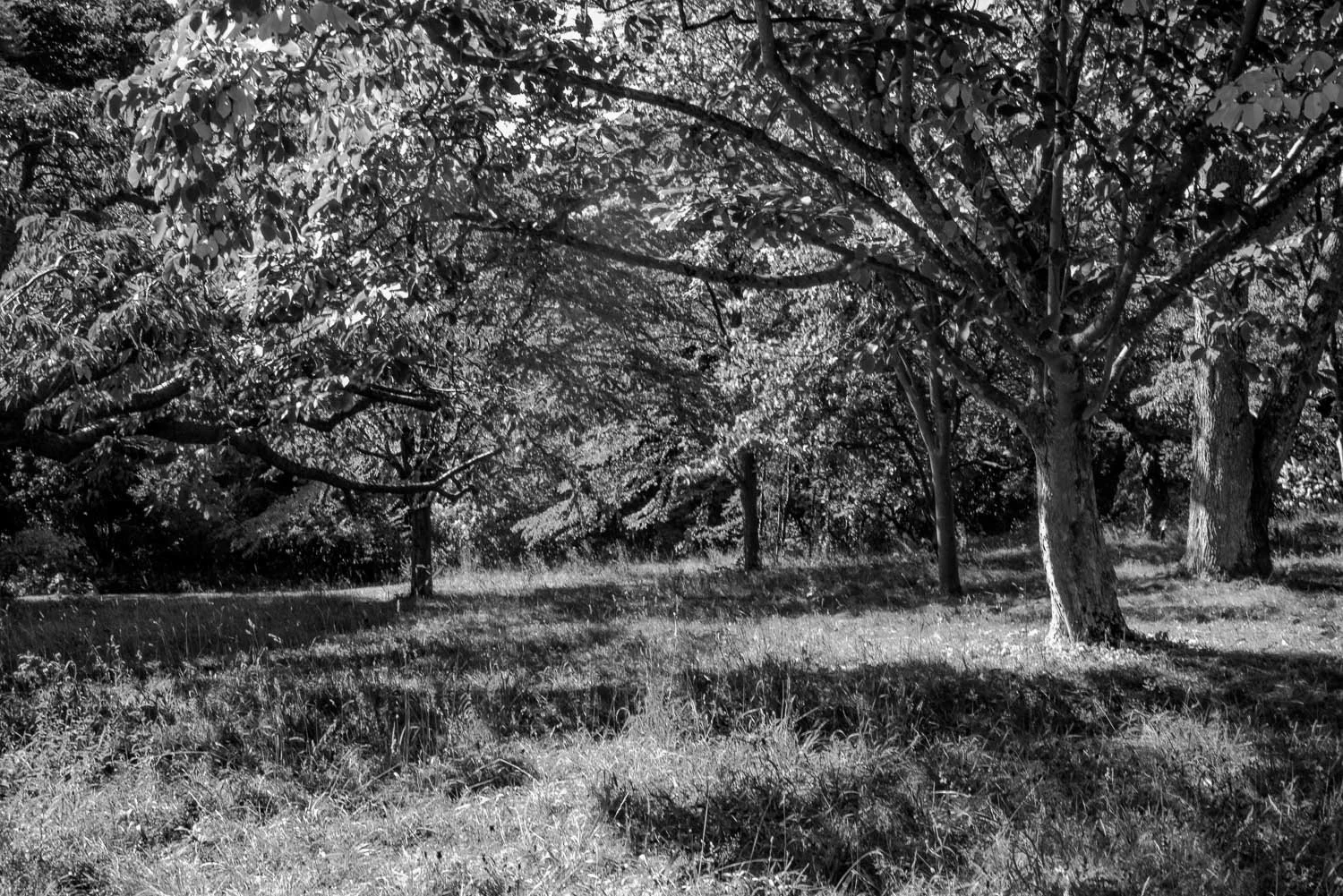Bodnant  Gardens bw -3.jpg