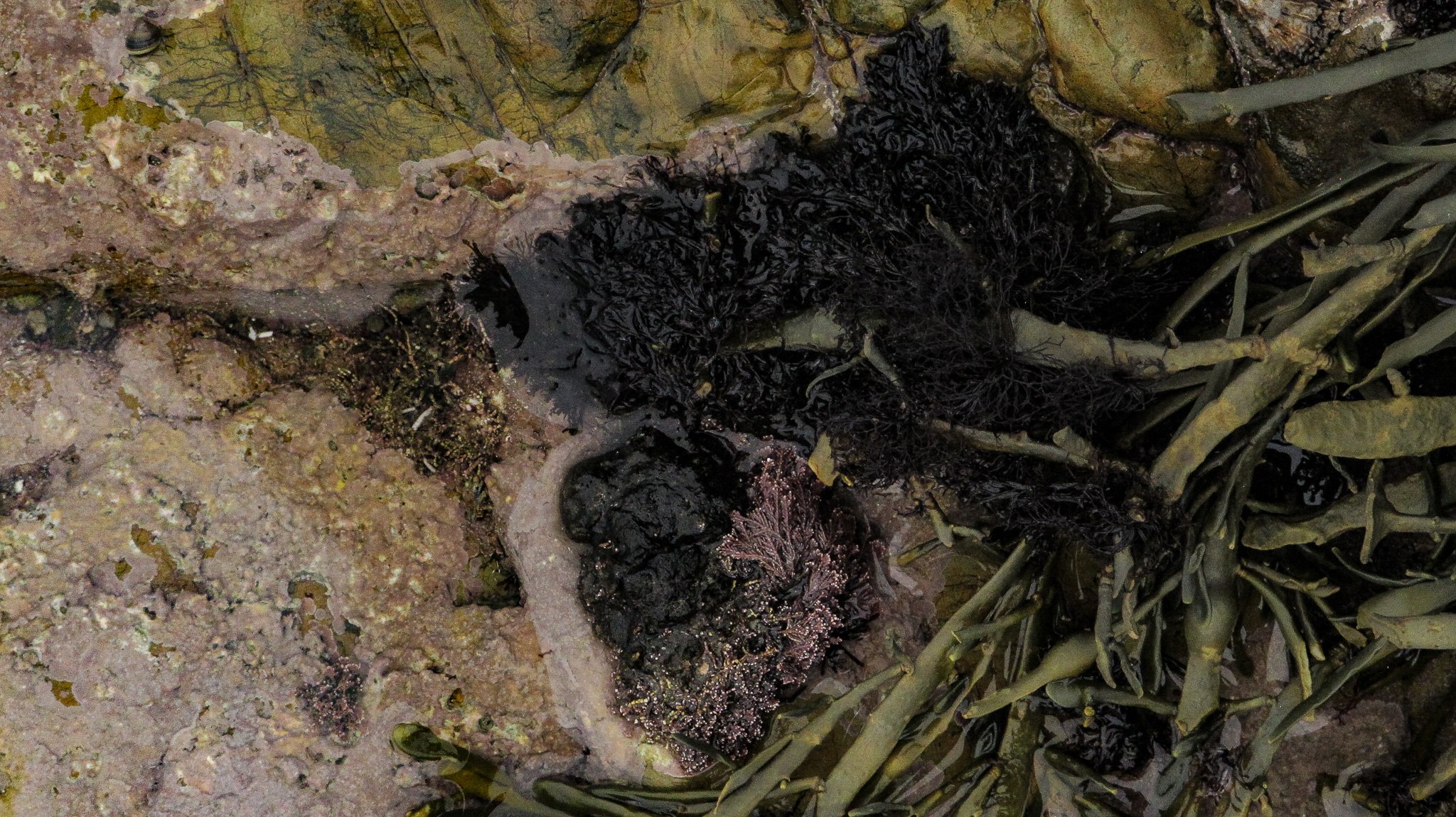 Church bay Anglesey
October 2025
Rock formation and Rock pools