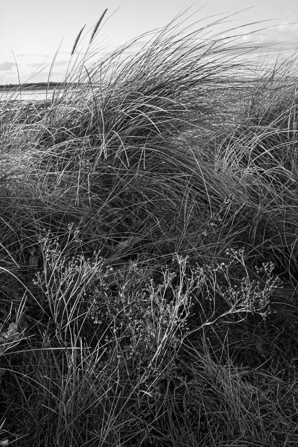 final fixed grases and dunes westkirby-6.jpg