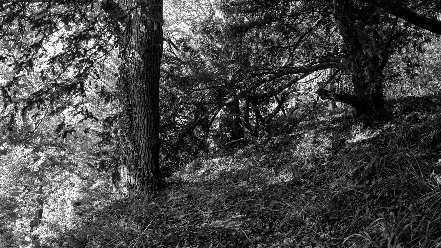 Bodnant  Gardens bw -5.jpg