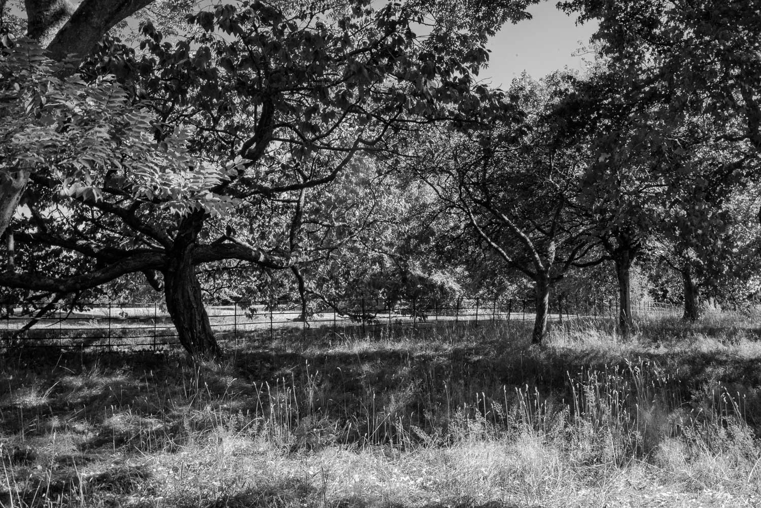 Bodnant  Gardens bw -2.jpg