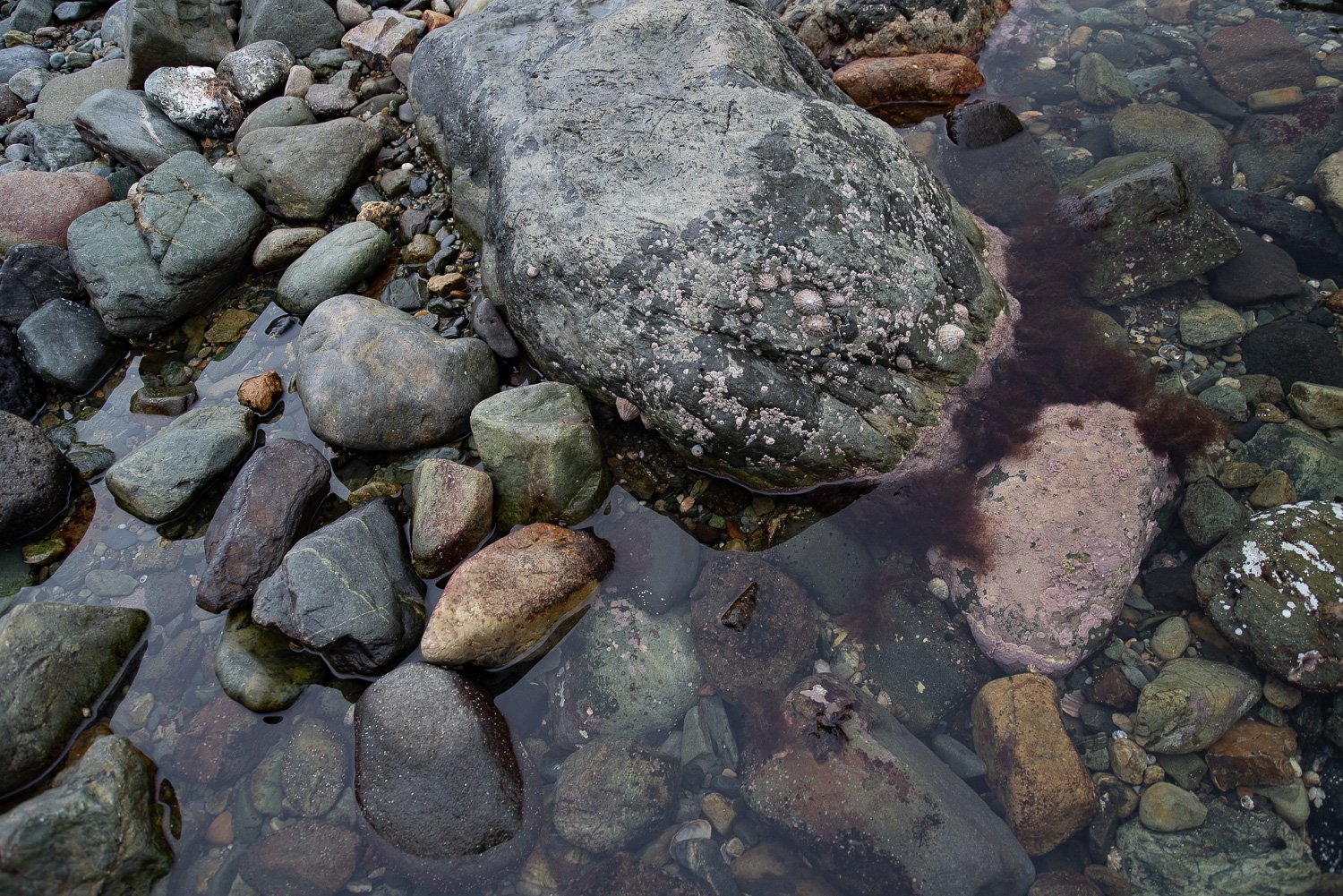 Church bay Anglesy PEBBLES-24.jpg