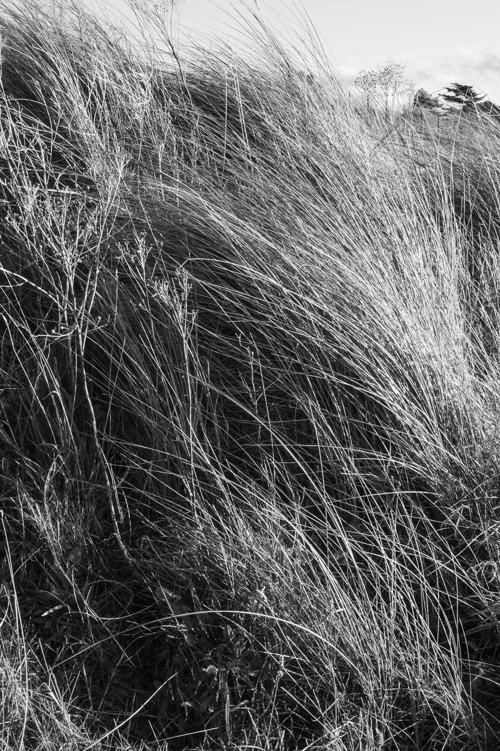 final fixed grases and dunes westkirby-4.jpg