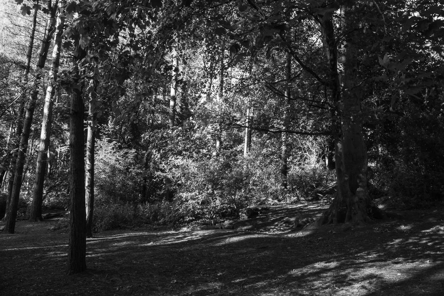Bodnant  Gardens bw -1.jpg