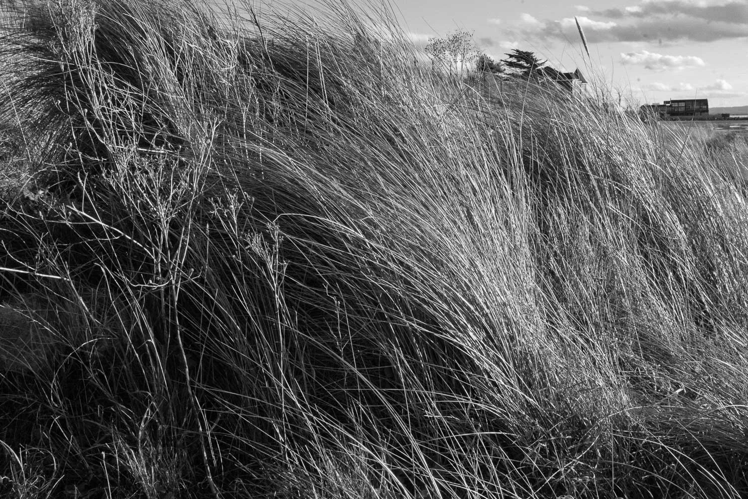 final fixed grases and dunes westkirby-3.jpg