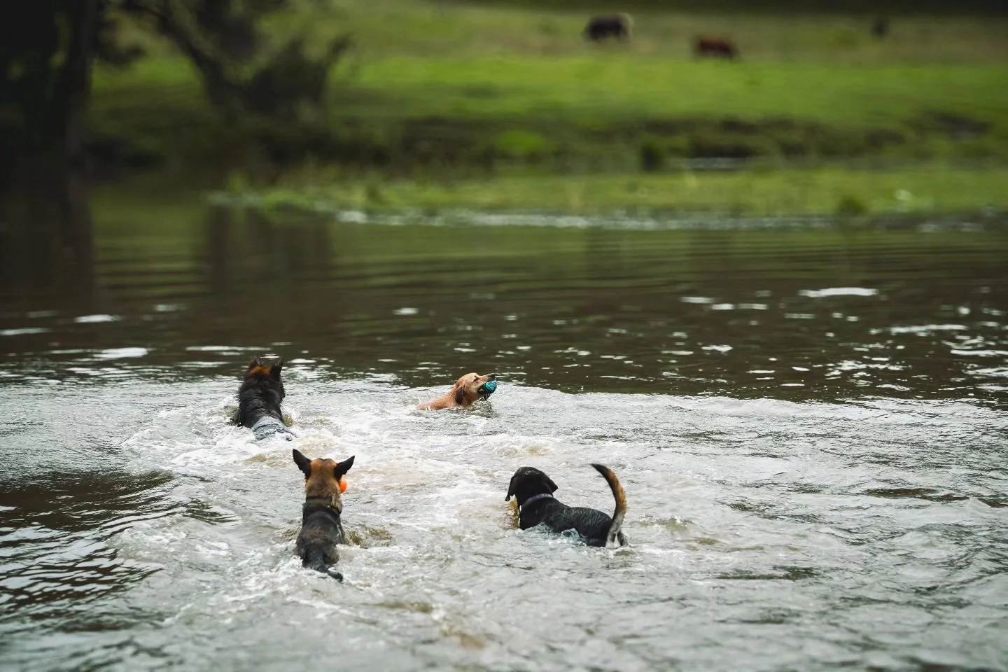 High level of obedience = all of the freedom 🤌
.
.
.
#obedience #lifestyle #dogtraining