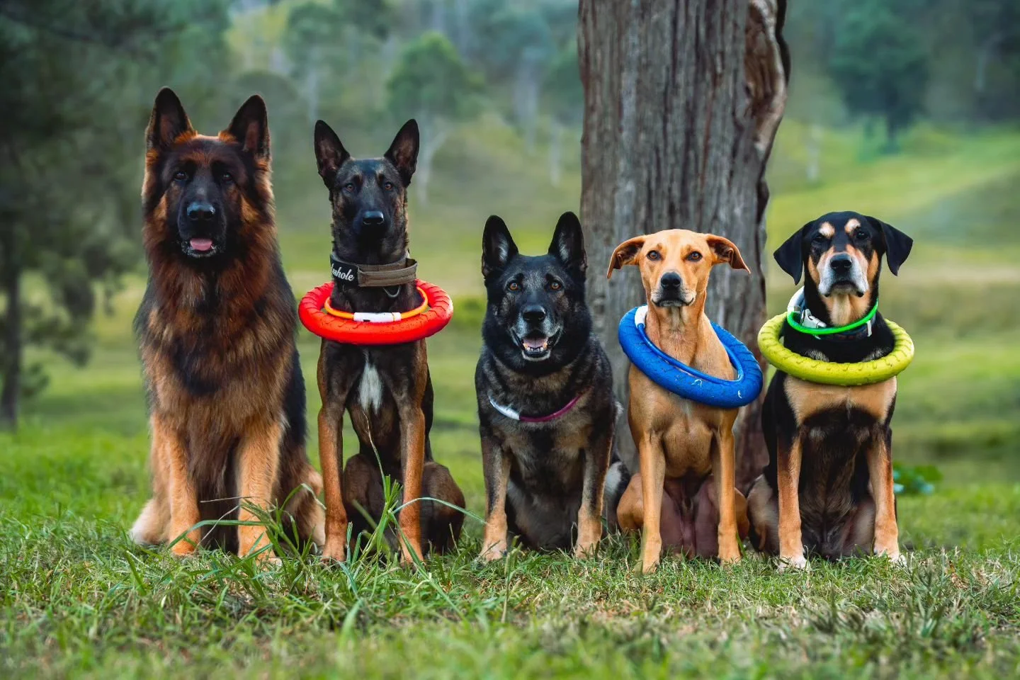 Good gear 🔗🐶

We love our @leashables_ gear! 🖤

From toys, light up collars (great for camping), slip leads, slip collars, tabs... We've got all of it and love it. We are so happy to support a small business who cares about their customers alot!

