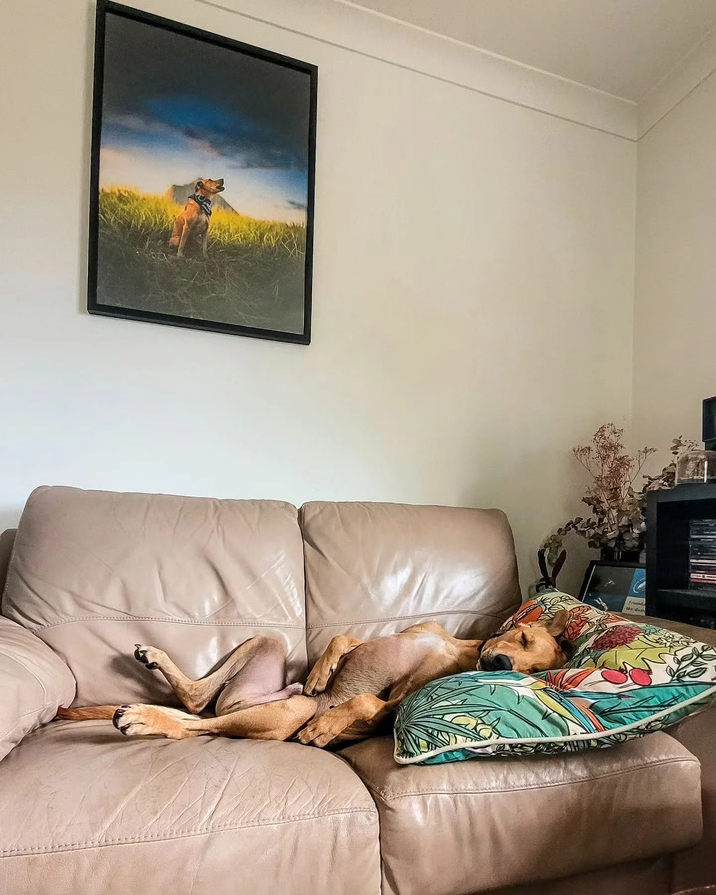 Now ➡️ Then

From spending months in the shelter. Getting adopted and then returned... to now 

Snoozing on a couch with a big print of yourself behind you 😂 

Rescue dogs aren't the easiest dogs to adopt. I've been through that with Shrimp initiall