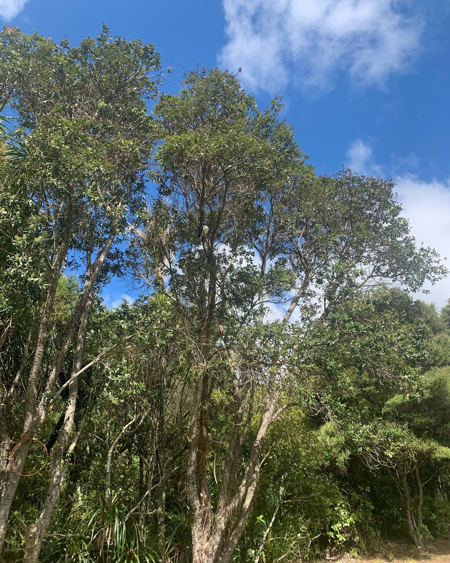 Feeling inspired after two days of training with ĀTA Adventure Therapy Aotearoa! 🌿🌞 It was a privilege to be invited to join a community dedicated to the growth and professional development of those working in therapeutic outdoor spaces across Aote