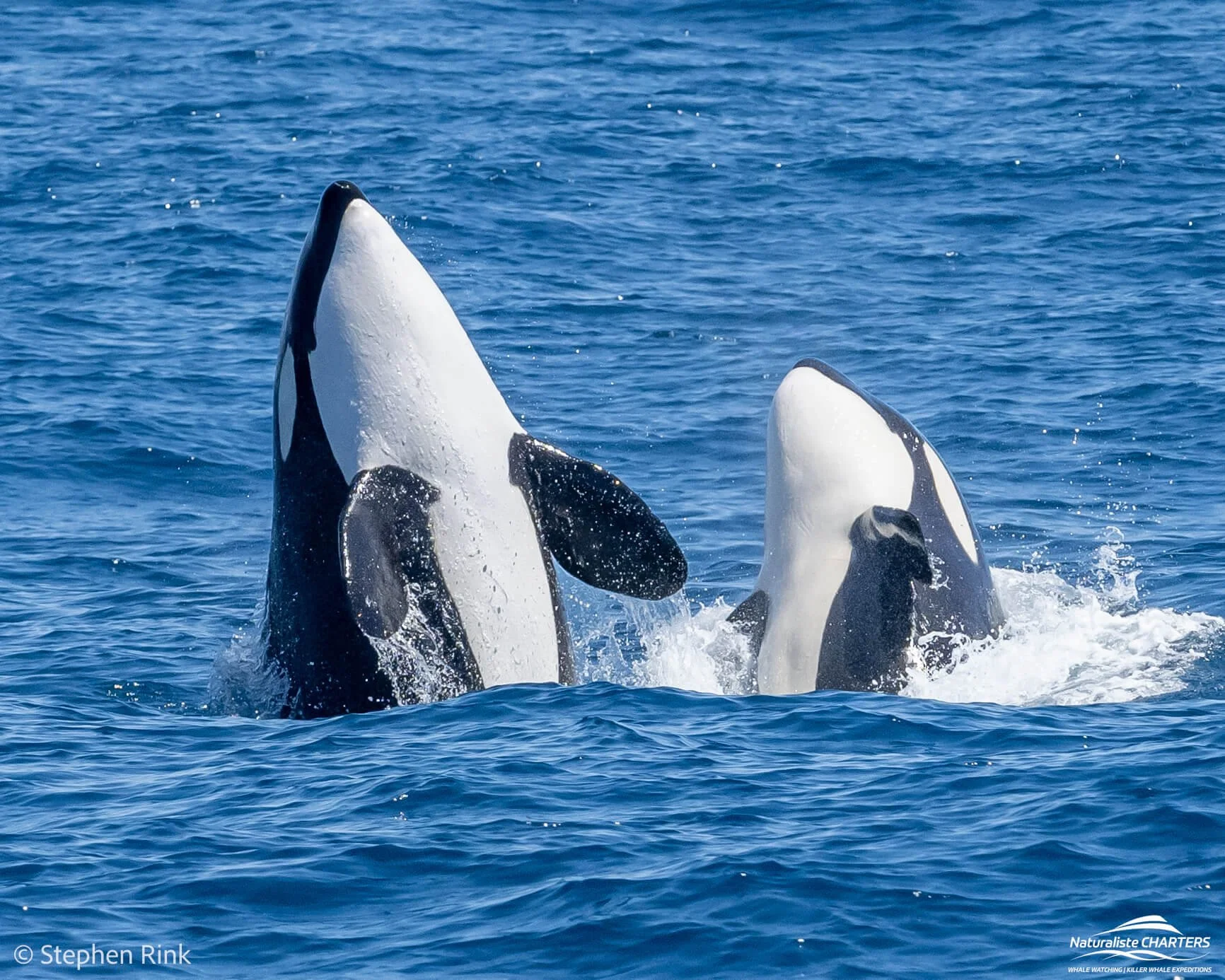 Whale Watching in WA