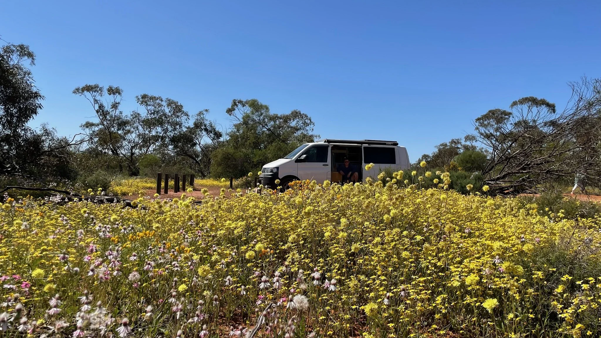 A silver camper van parked among yellow and purple wildflowers in a sunny, rural landscape with trees and clear blue sky.