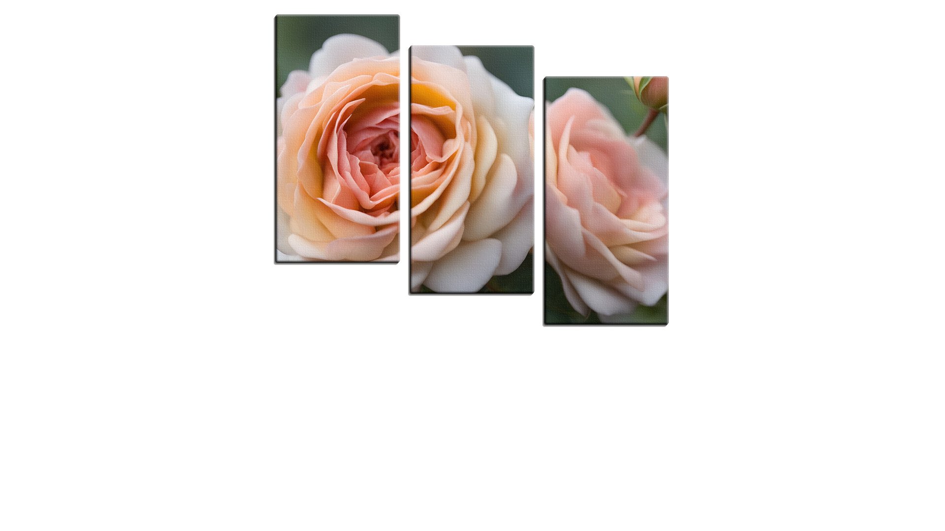 Few Pink Roses in Bloom