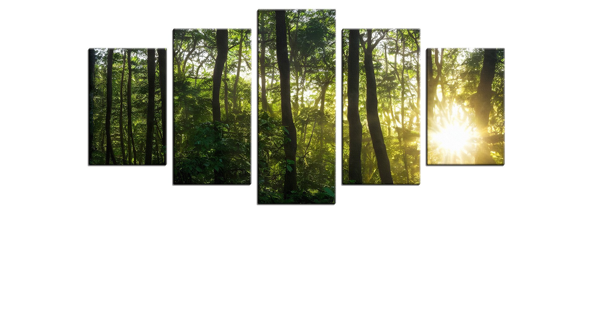 Sun Poking through the Green Forest
