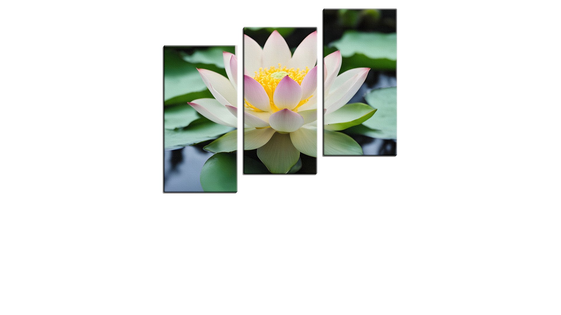 Lily on the Pond in Bloom