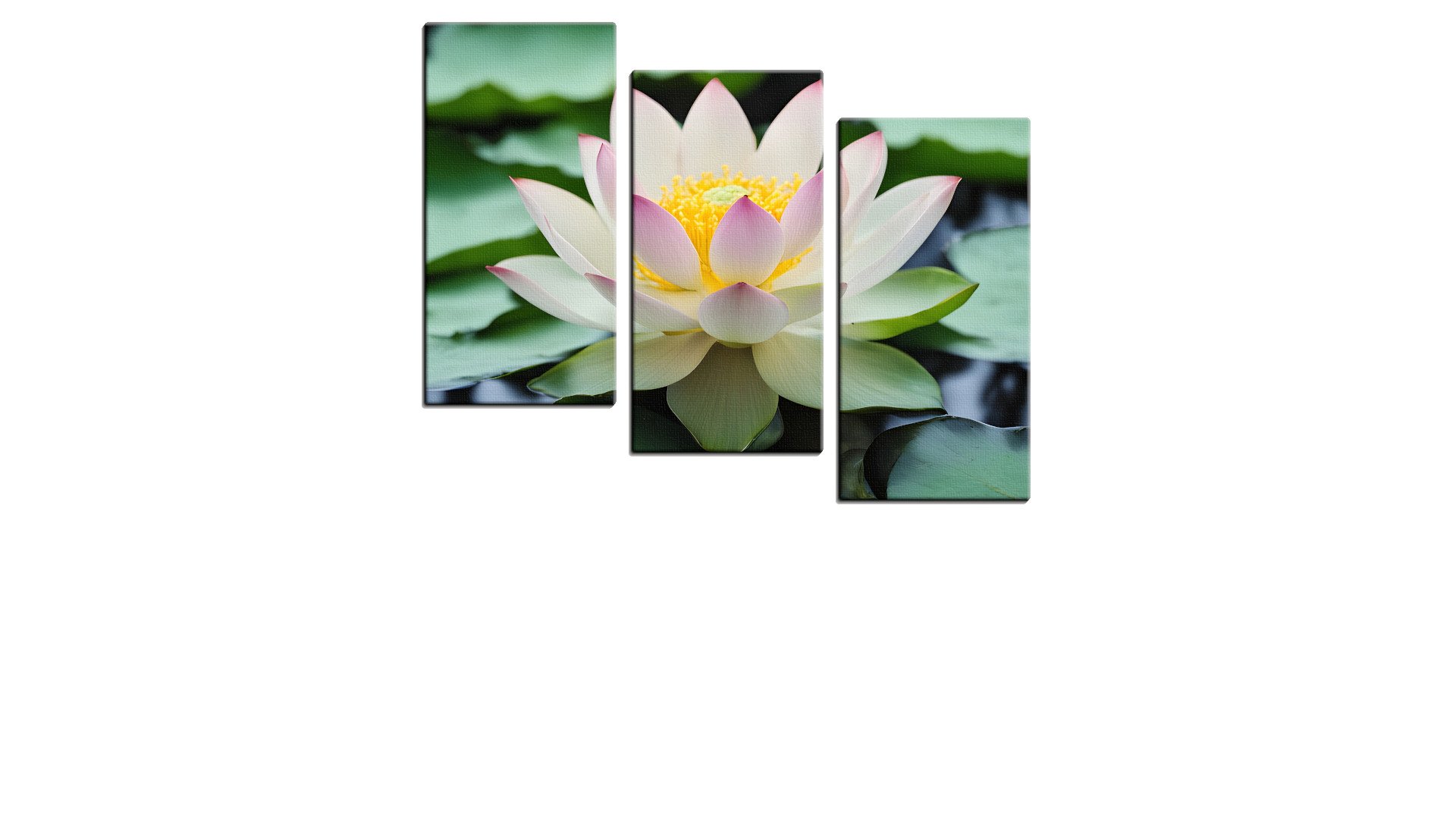 Lily on the Pond in Bloom