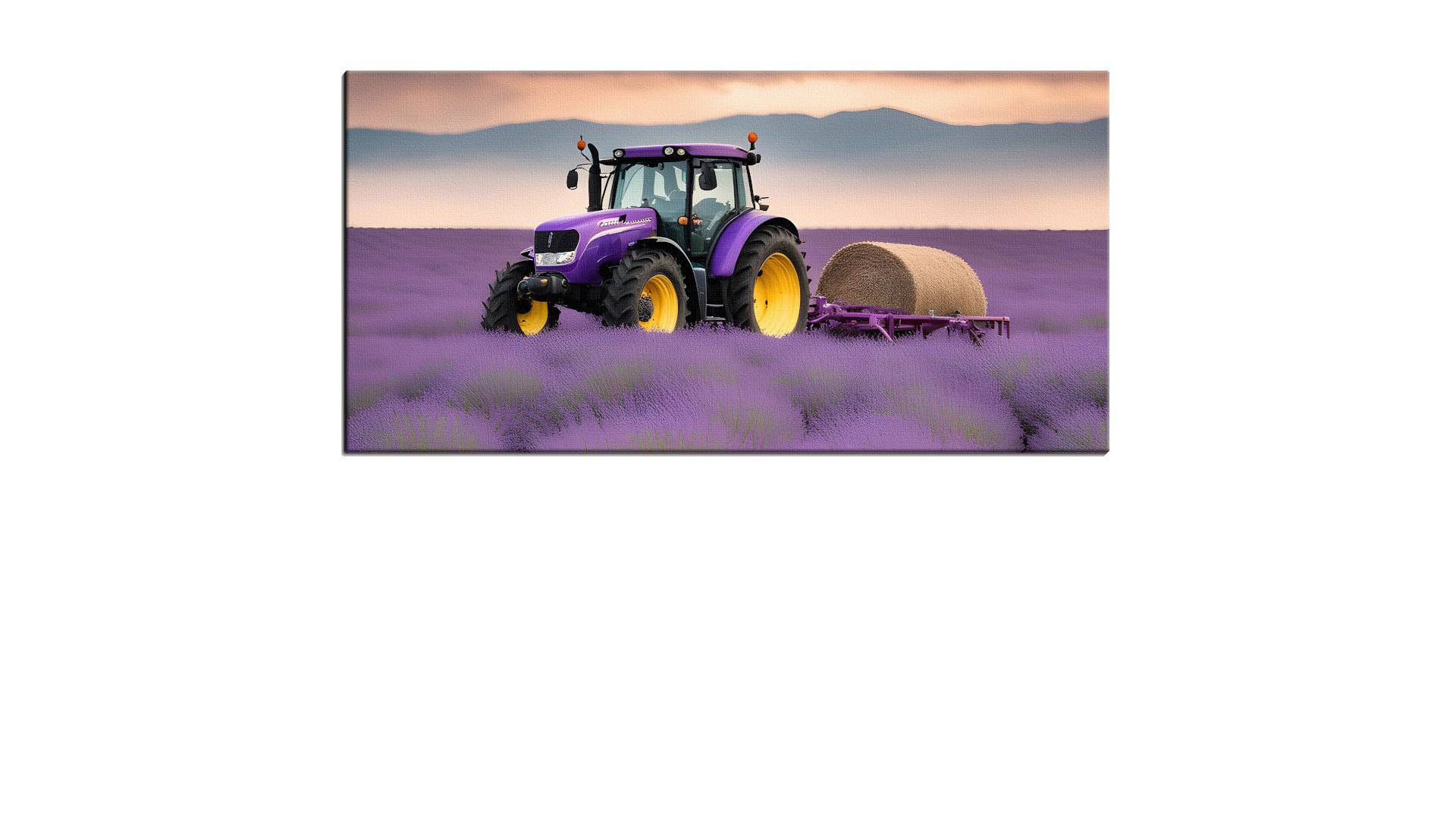 Purple Tractor in a field of Lavender