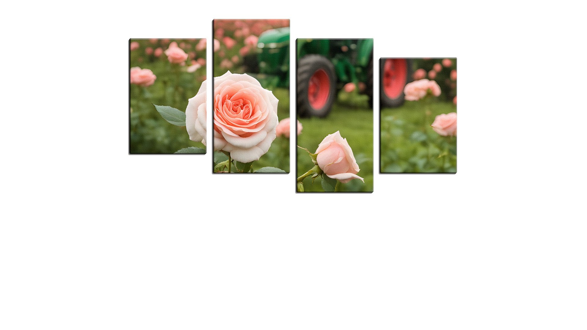 Green Tractor in a field of Pink Roses