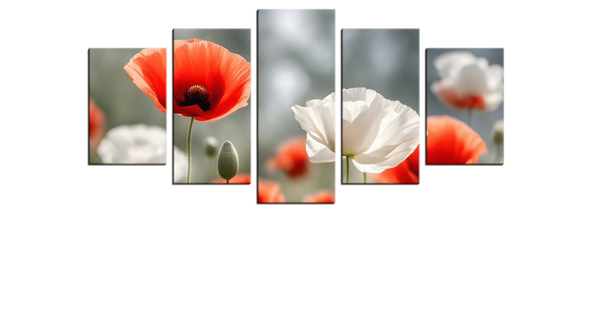 Few Red and White Poppies
