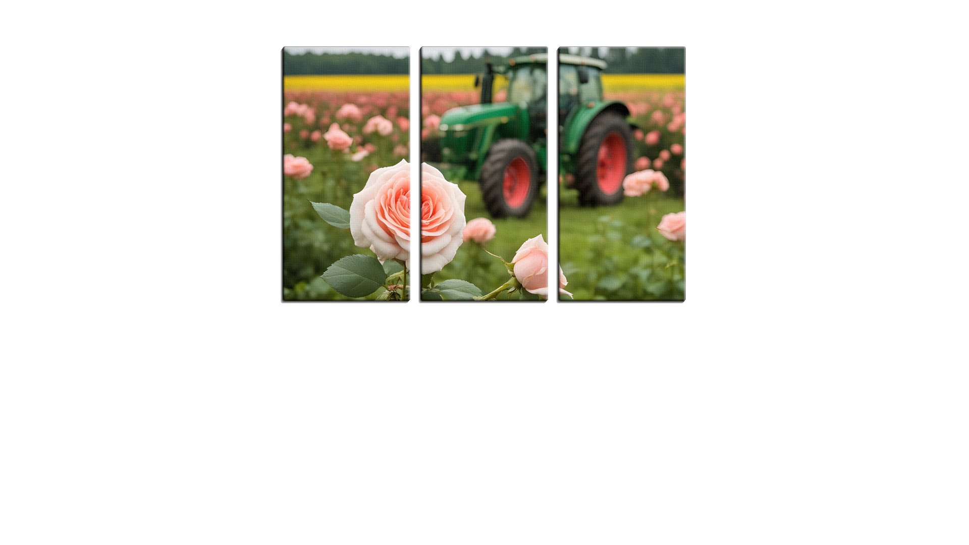 Green Tractor in a field of Pink Roses