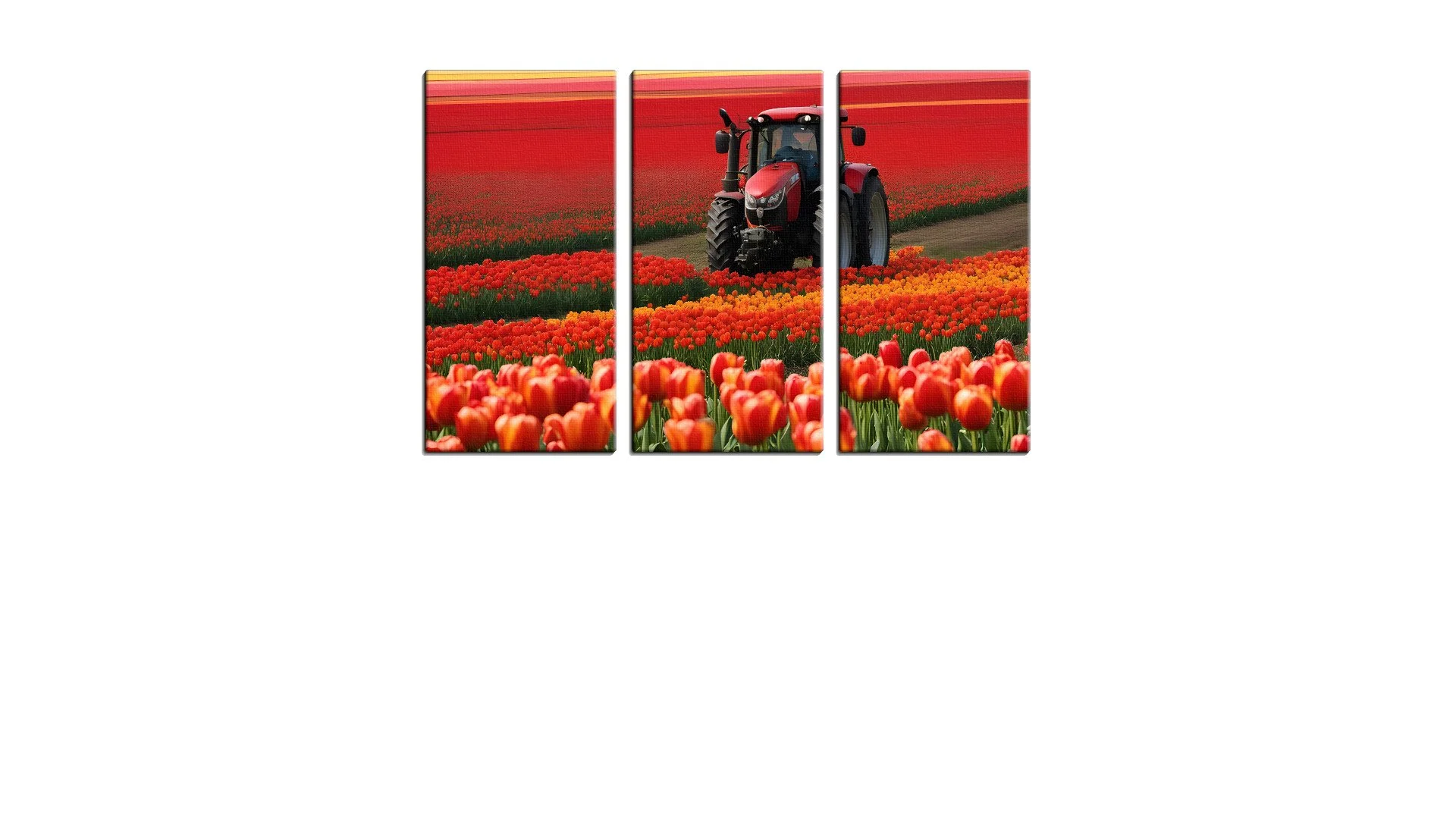 Red Tractor in a field of Red Tulips