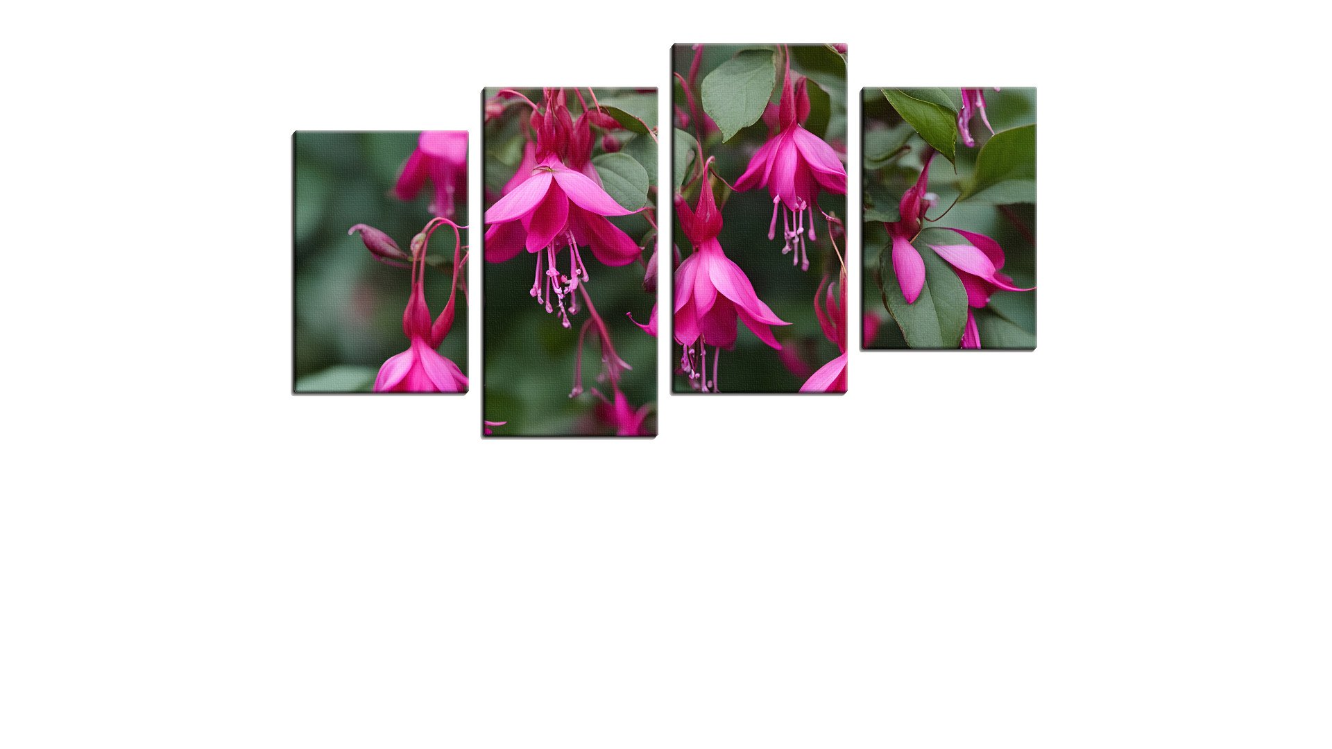 Drooping Group of Fuchsia Flowers