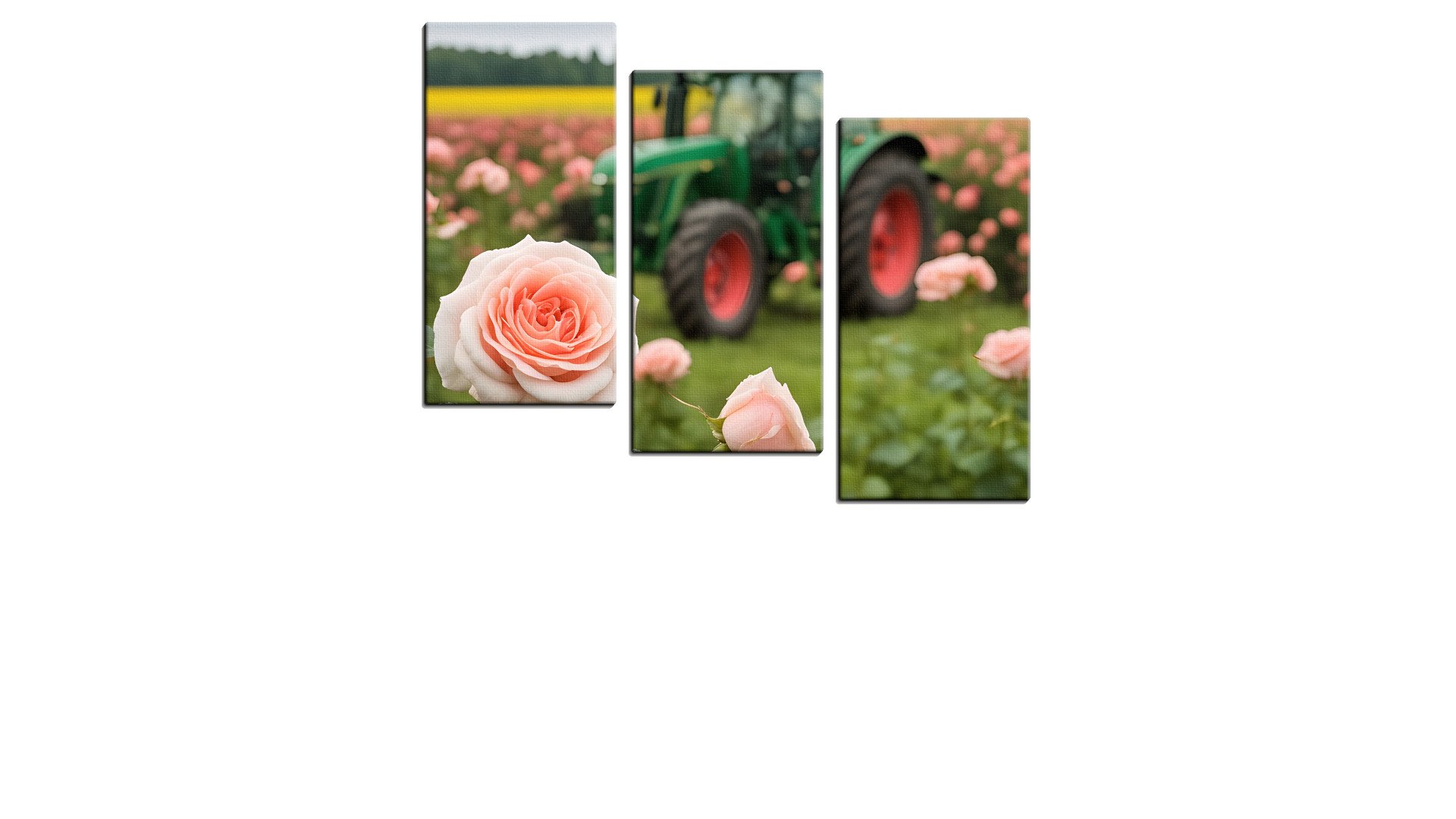 Green Tractor in a field of Pink Roses