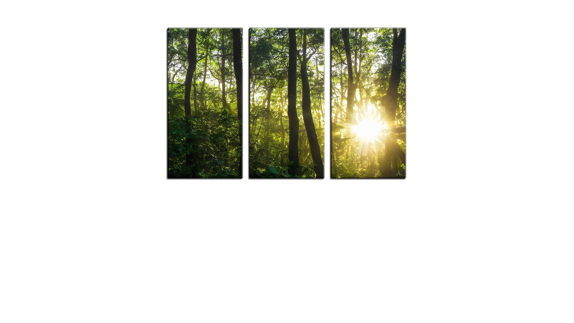 Sun Poking through the Green Forest