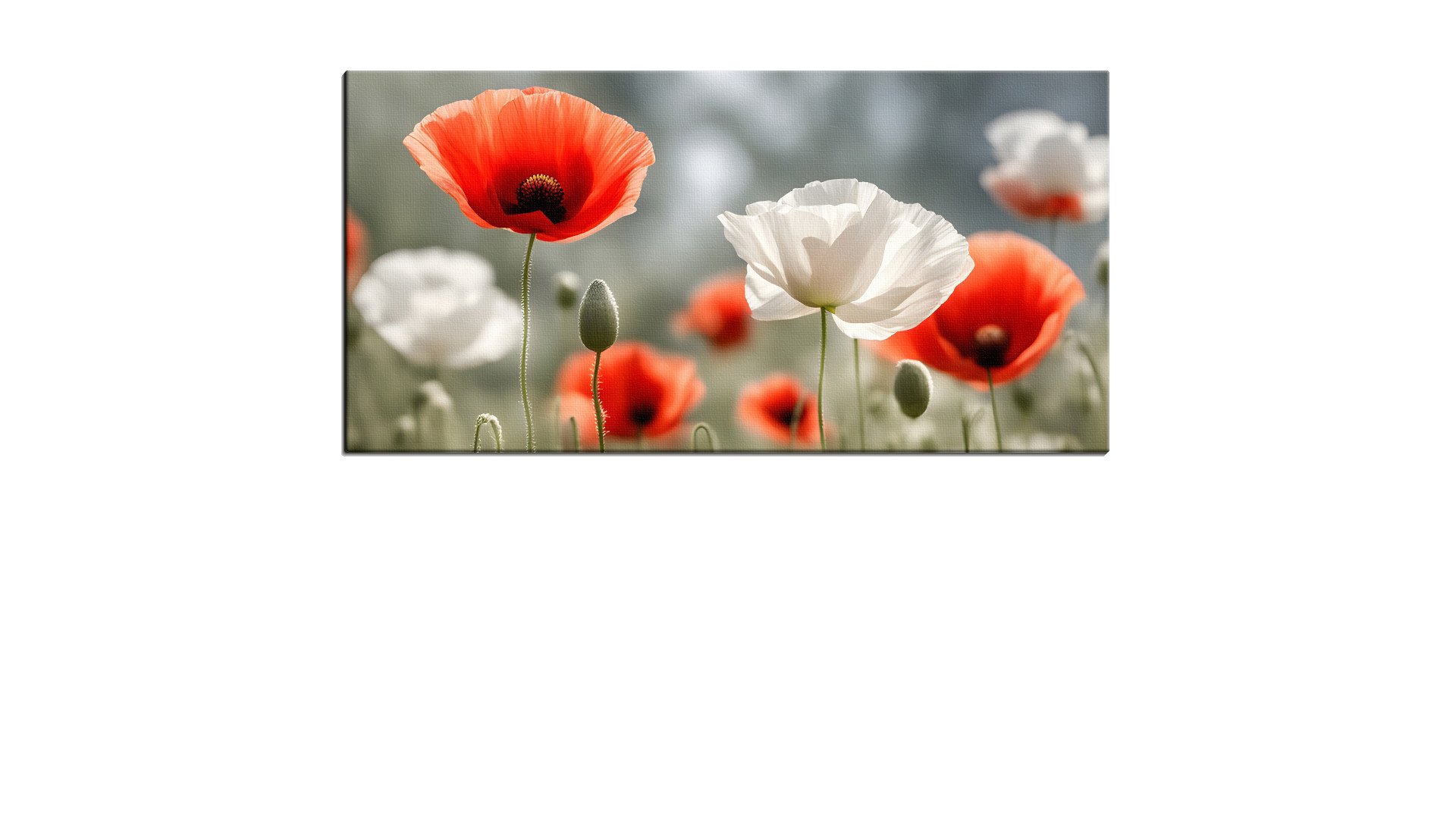 Few Red and White Poppies
