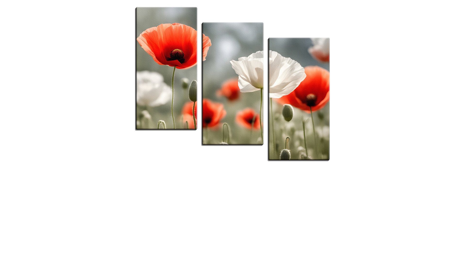 Few Red and White Poppies