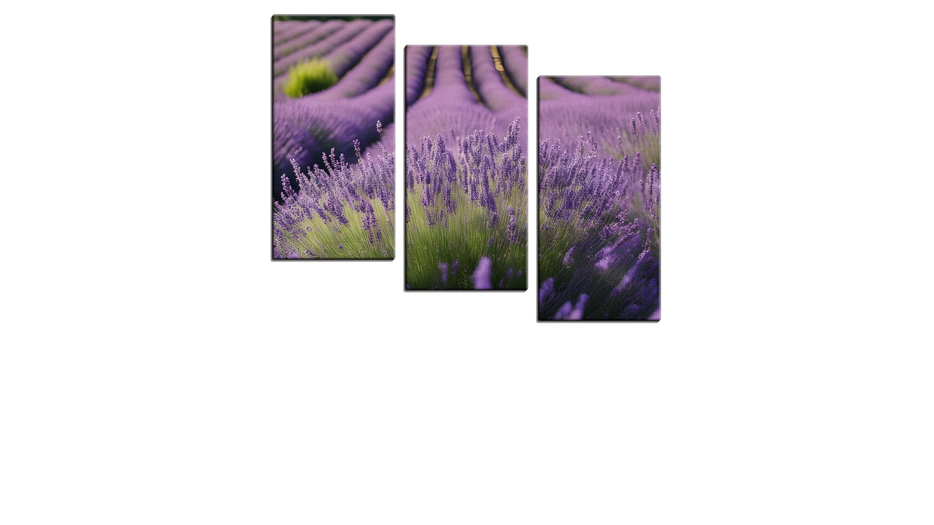 Field of Endless Rows of Lavender