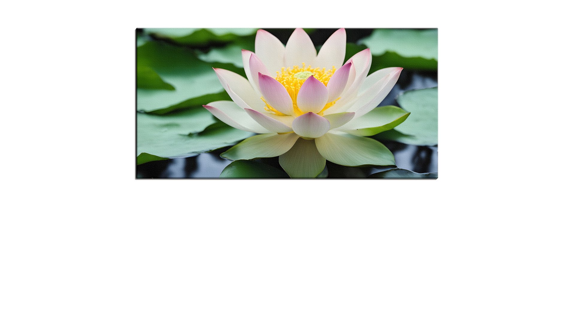 Lily on the Pond in Bloom